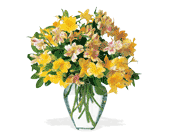 Sparkling Alstroemeria, picture