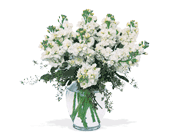 Stylish Stock, picture