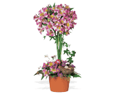Alstroemeria Topiary, picture