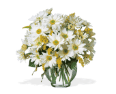 Daisy Cheer, picture