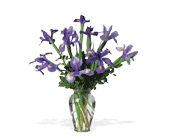 Incredible Iris, picture