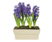 Hyacinth Planter, picture