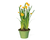 Narcissus Plant, picture