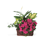 Azalea Attraction Garden Basket, picture