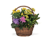 Petite European Basket, picture