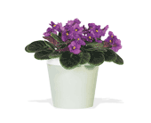 Purple African Violet, picture