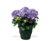 Blue Hydrangea, picture
