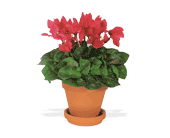 Sensational Cyclamen, picture