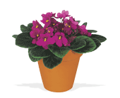 Vivacious Violets, picture