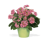 Pink Kalanchoe, picture