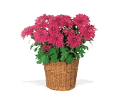 Purple Chrysanthemum, picture