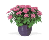 Lavender Chrysanthemum, picture