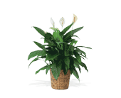 Large Spathiphyllum Plant, picture