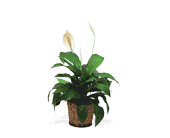 Small Spathiphyllum Plant, picture