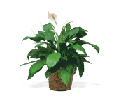 Medium Spathiphyllum Plant, picture