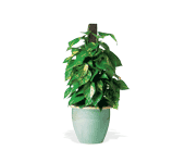 Proud Pothos, picture