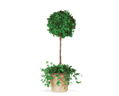Ivy Topiary, picture