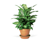 Dieffenbachia, picture