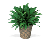 Aglaonema, picture