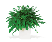 Decorative Fern, picture