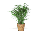 Parlor Palm, picture