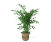 Areca Palm, picture