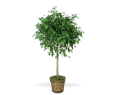 Ficus Tree, picture