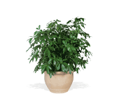 Arboricola, picture