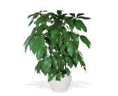 Schefflera, picture