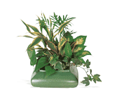 Small Garden Dish, picture