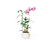 Dendrobium Orchid, picture
