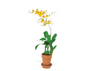 Yellow Oncidium Orchid, picture