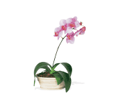 Lavender Phalaenopsis Orchid, picture
