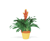 Exotic Bromeliad, picture