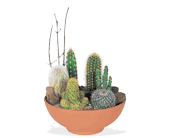 Cactus Garden, picture