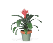 Tropical Bromeliad, picture