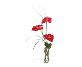 The Simplicity of Anthuriums, picture