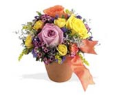 Teleflora's Sweet 'n Simple, picture