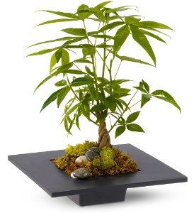 Money Tree in Sewell NJ, Lamp Light Florist And Gift