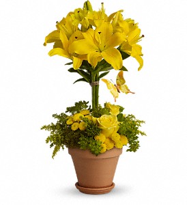 Yellow Fellow in Sewell NJ, Lamp Light Florist And Gift