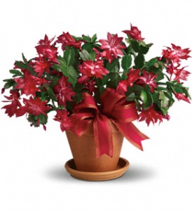 Merry Christmas Cactus in Sewell NJ, Lamp Light Florist And Gift