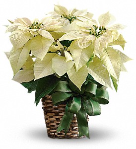 White Poinsettia in Sewell NJ, Lamp Light Florist And Gift