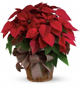 Large Red Poinsettia in Sewell NJ, Lamp Light Florist And Gift