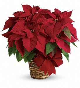 Red Poinsettia in Sewell NJ, Lamp Light Florist And Gift