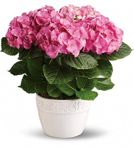 Happy Hydrangea - Pink in Sewell NJ, Lamp Light Florist And Gift