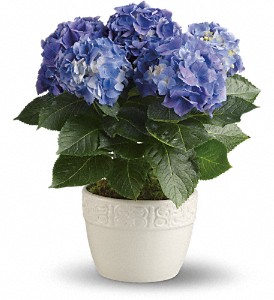 Happy Hydrangea - Blue in Sewell NJ, Lamp Light Florist And Gift