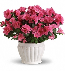 Pretty in Pink Azalea in Sewell NJ, Lamp Light Florist And Gift