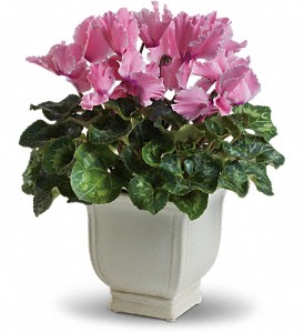 Sunny Cyclamen in Sewell NJ, Lamp Light Florist And Gift