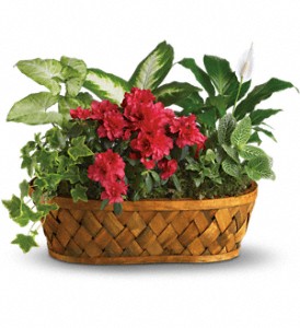 Plants Galore in Sewell NJ, Lamp Light Florist And Gift