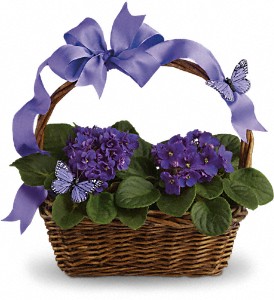 Violets And Butterflies in Sewell NJ, Lamp Light Florist And Gift
